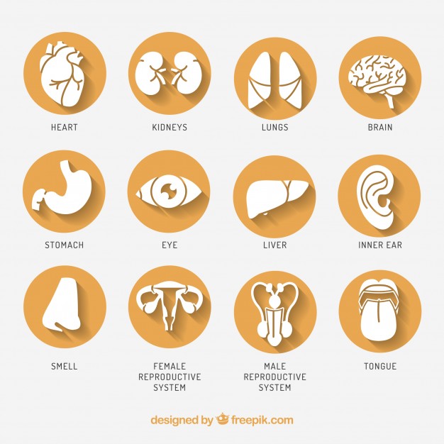 Ear Vectors, Photos And Free Download 626x626 Ear Vectors, Photos And Free Download