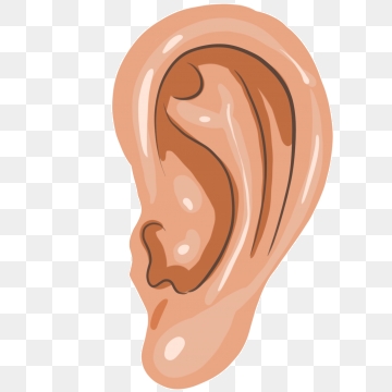 Human Ear Png, Vector, And Clipart With Transparent 360x360 Human Ear Png, Vector, And Clipart With Transparent