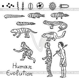 300x300 Human Evolution