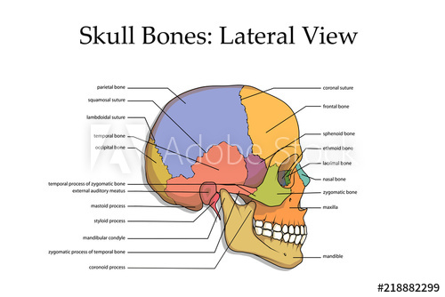 500x334 Human Skull, Medical Poster, Anatomical Medical Chart Poster Human