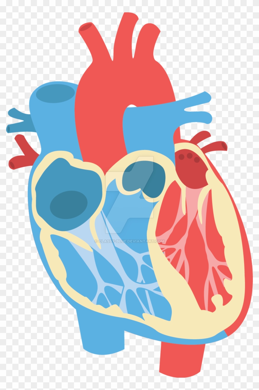 840x1265 Human Heart Diagram