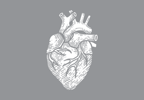 286x200 Human Heart Free Vector Art