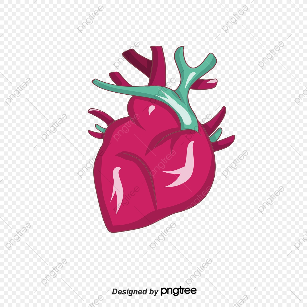1200x1200 Human Heart Muscle Distribution, Human Vector, Heart Vector