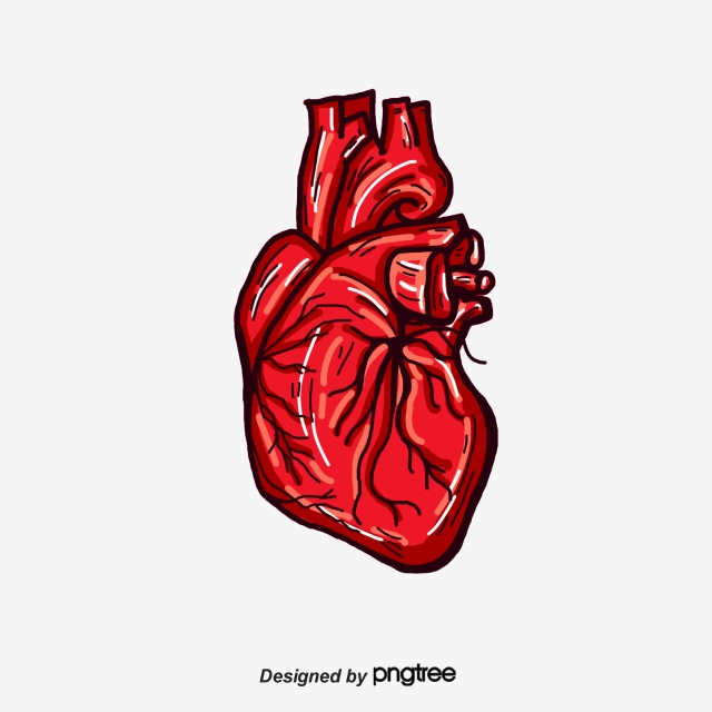 640x640 Human Heart Png, Vector, And Clipart With Transparent
