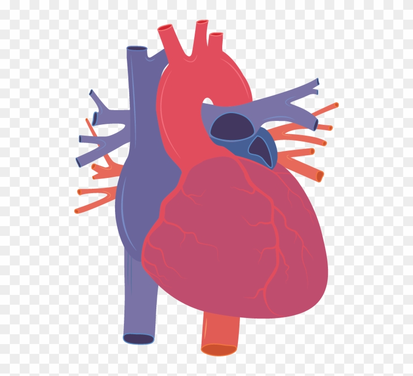 840x765 Human Heart Vector Png, Transparent Png