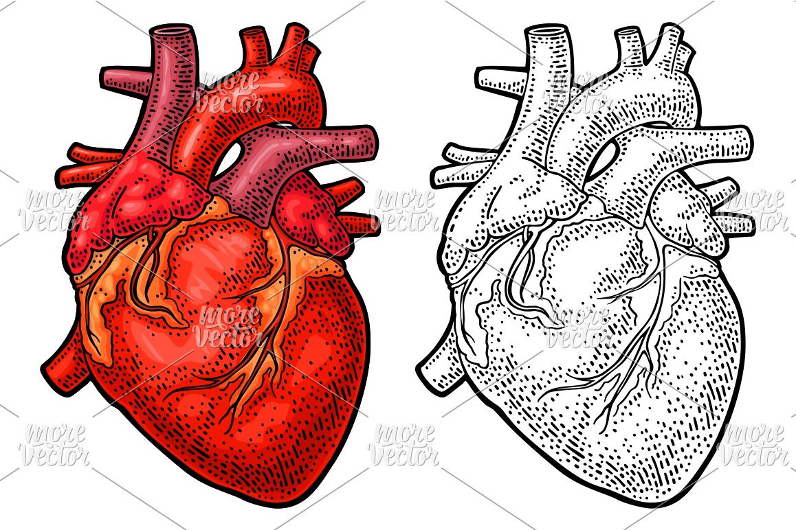 1158x772 Human Anatomy Heart Vector Black Color Vintage Engraving