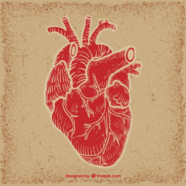 626x626 Human Heart Vector Premium Download
