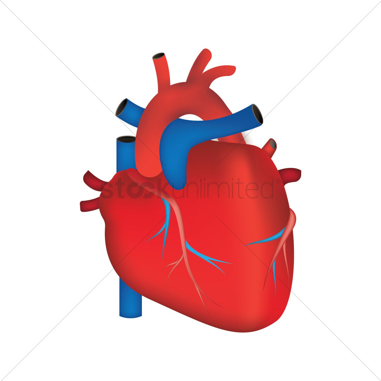 1300x1300 Human Heart Vector Image