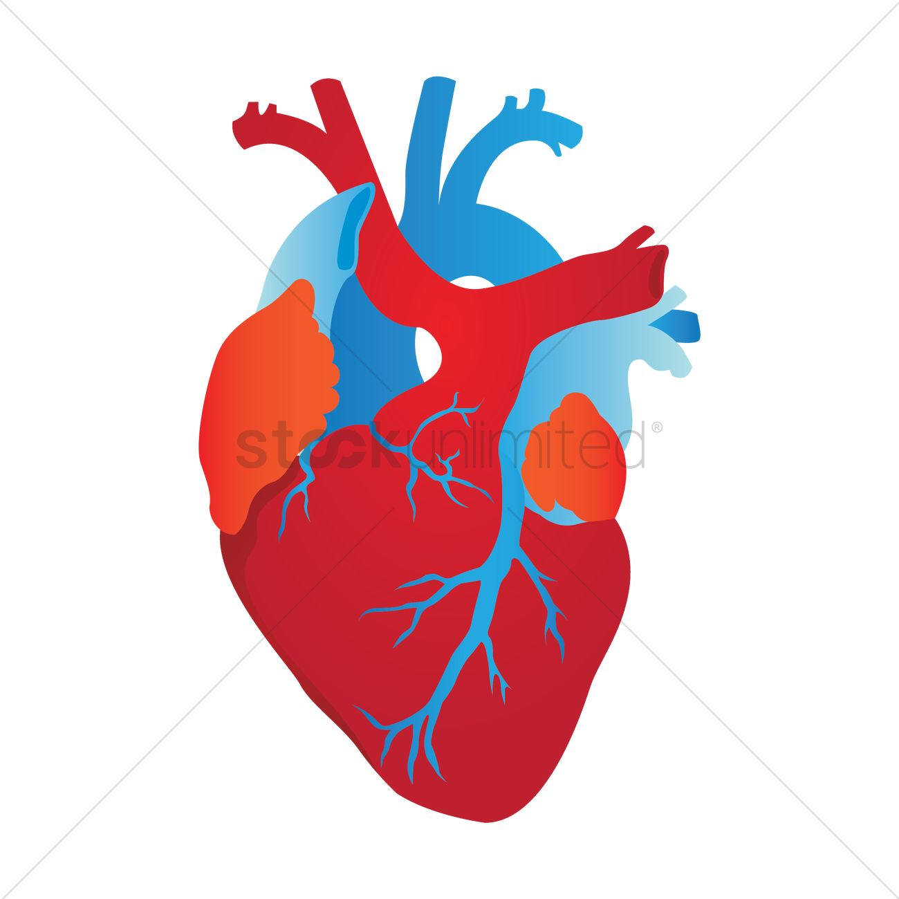 1300x1300 Human Heart Vector Image
