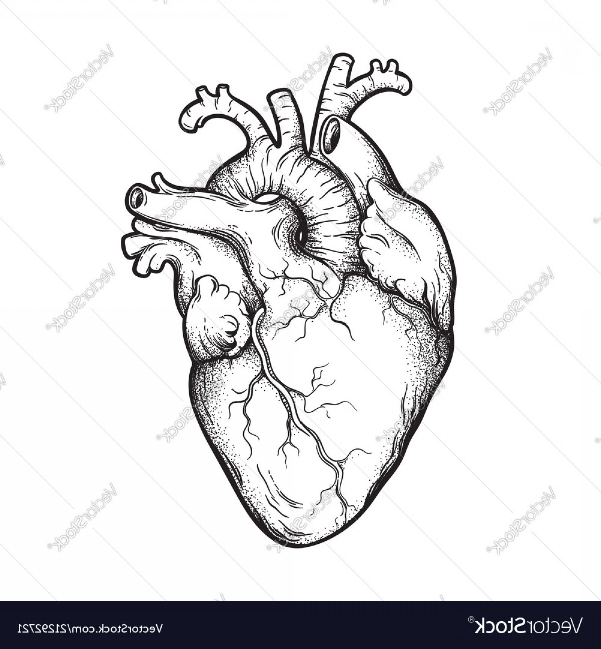1200x1296 Anatomical Heart Vector Art Hoodamathrun