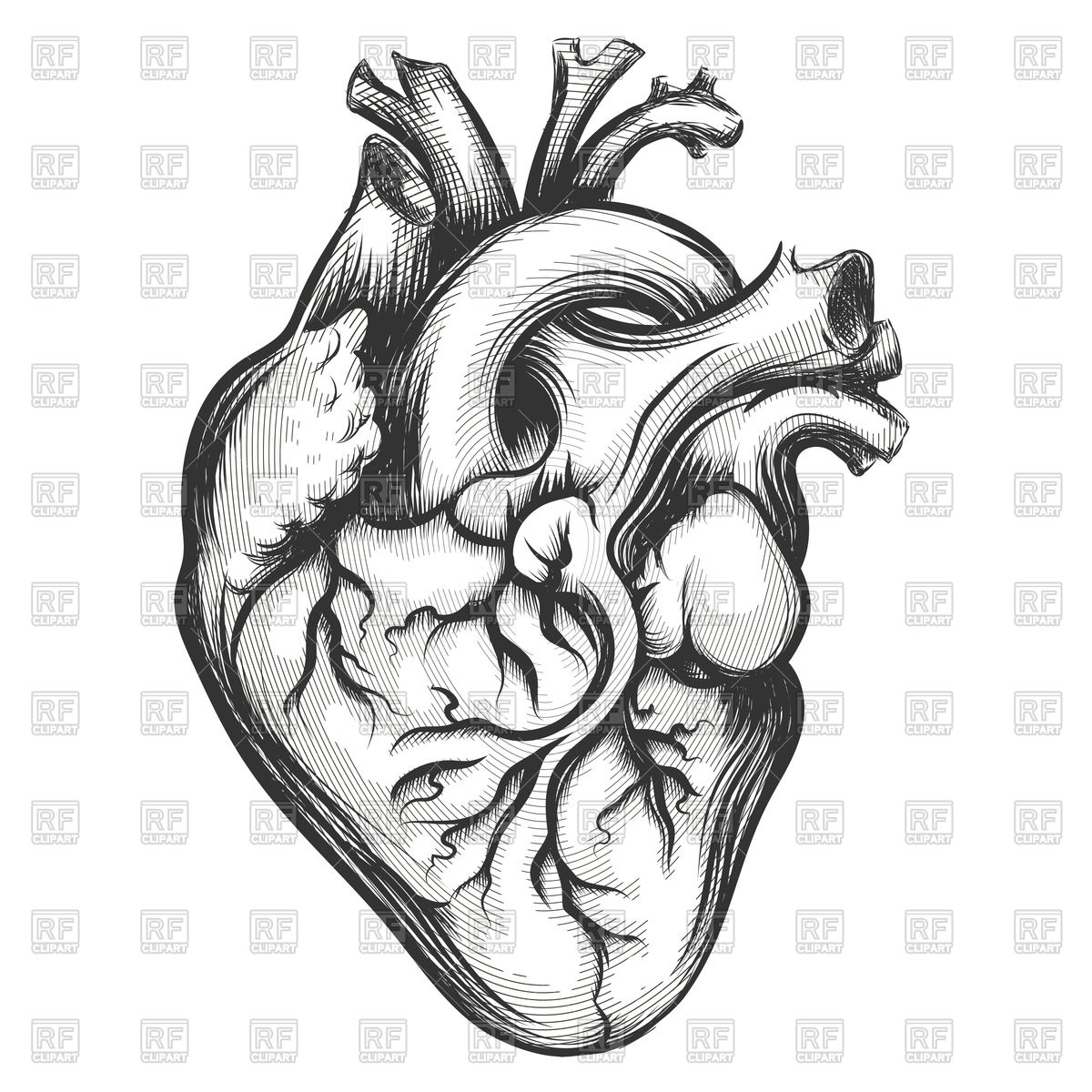 1200x1200 Human Heart Drawn In Engraving Style Vector Image Of Healthcare