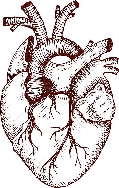 388x612 Illustrations Of Human Heart Vector Art And Graphics
