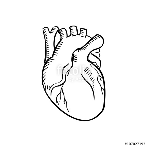 500x500 Isolated Human Heart Outline Sketch Stock Image And Royalty Free