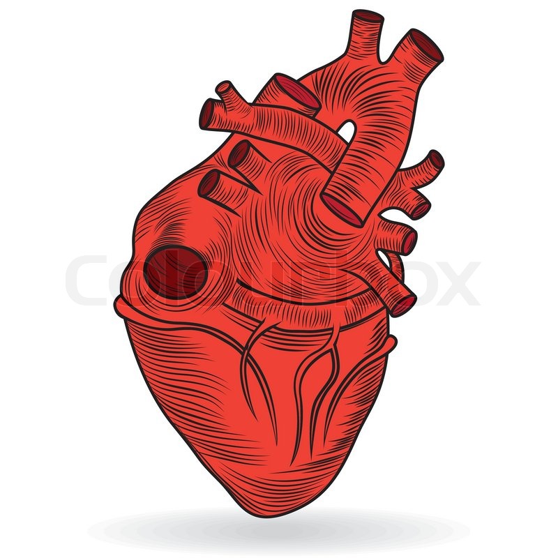 800x800 Vector Button Or Icon Of A Human Heart Stock Vector Colourbox