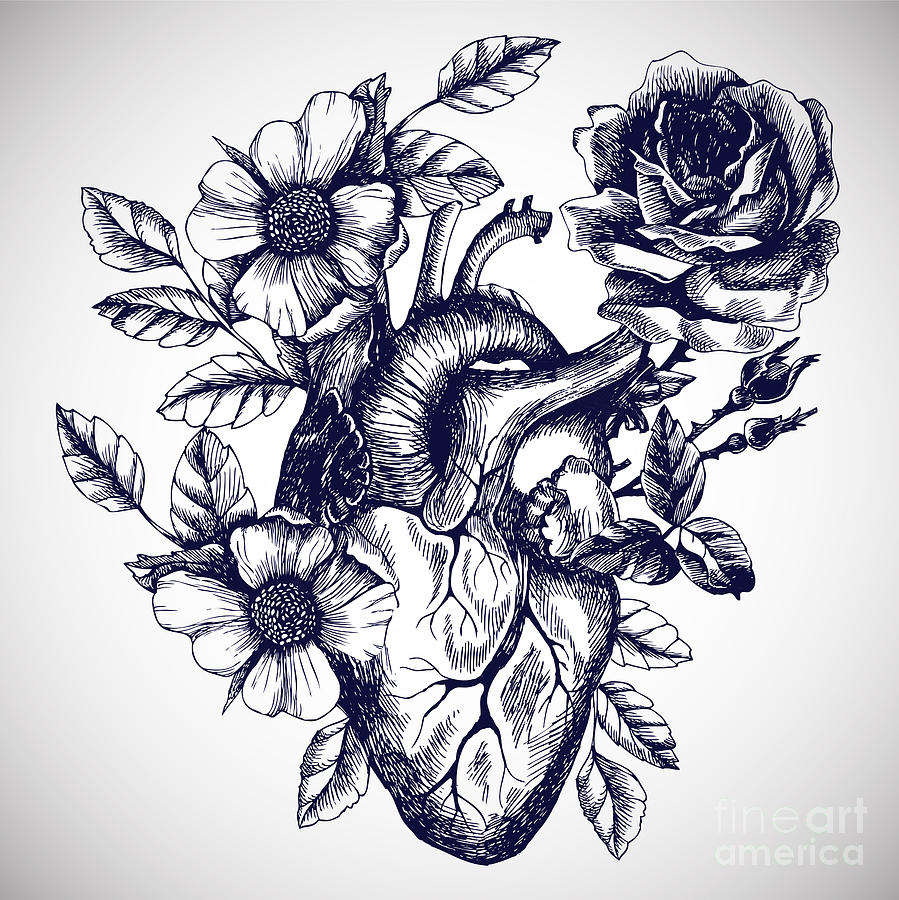 899x900 Blooming Anatomical Human Heart Vector Digital Art