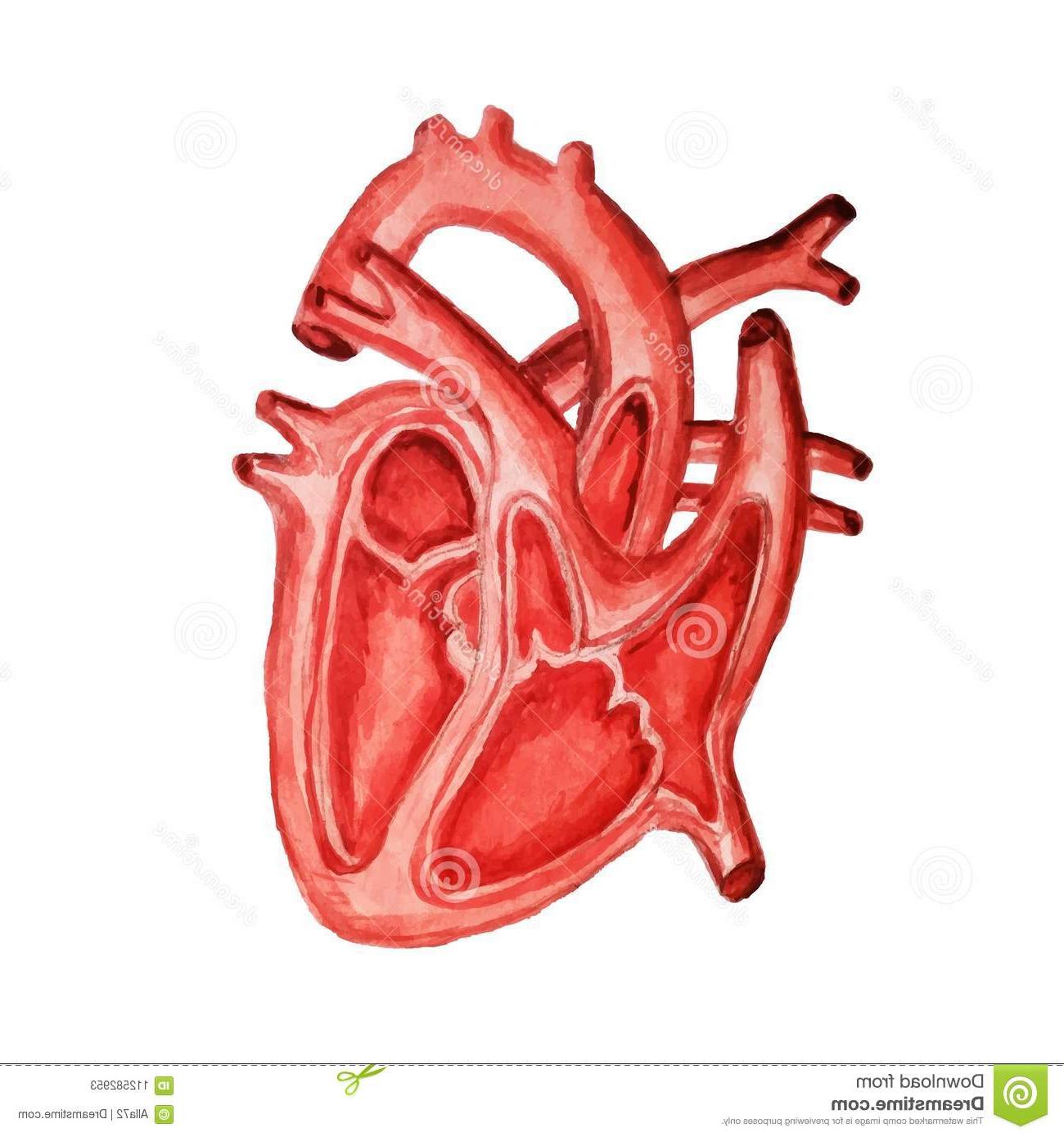 1300x1390 Hd Watercolor Human Heart Vector Library Free Vector Art, Images