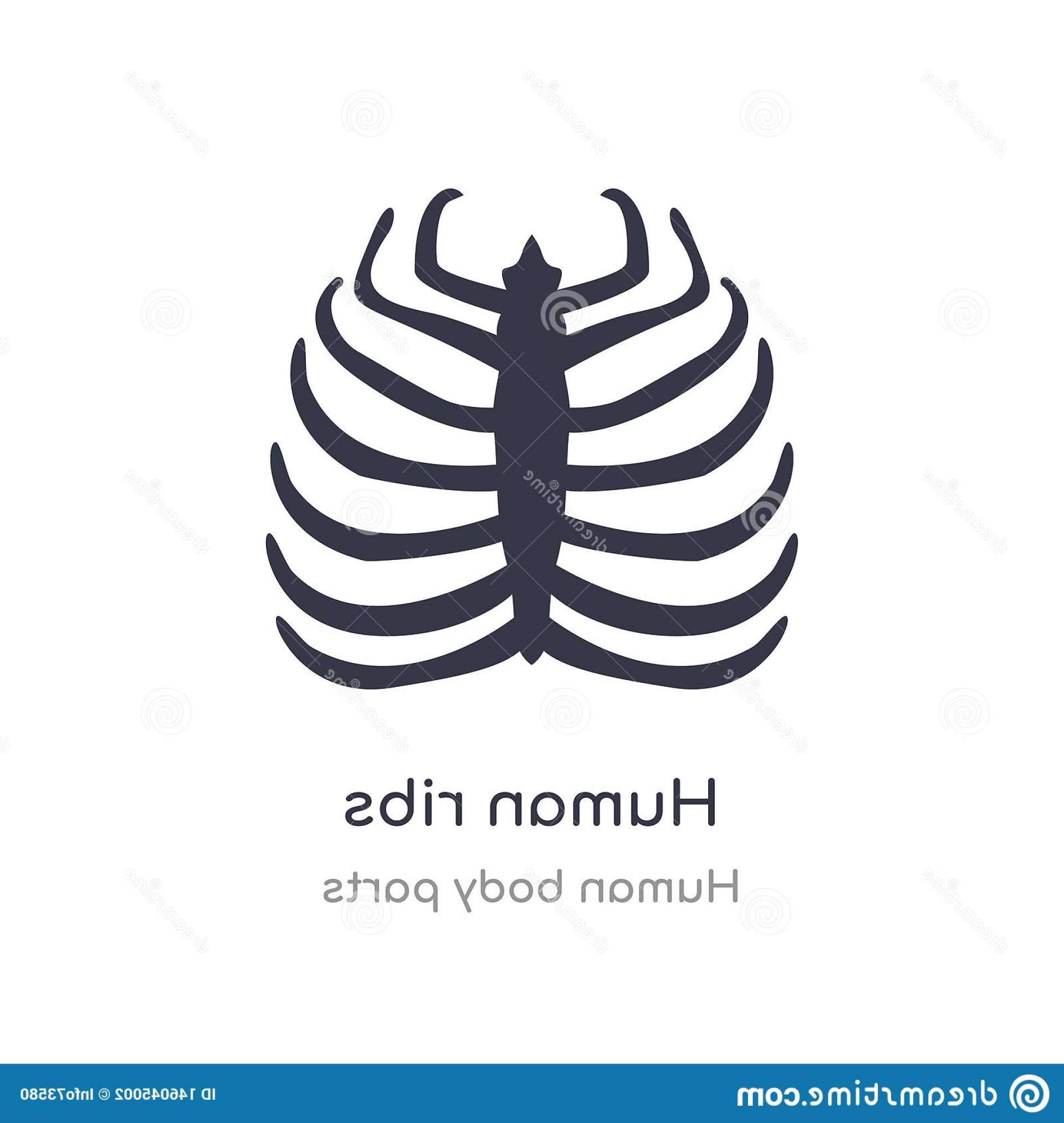 1920x2026 Human Ribs Outline Icon Isolated Line Vector Illustration Human