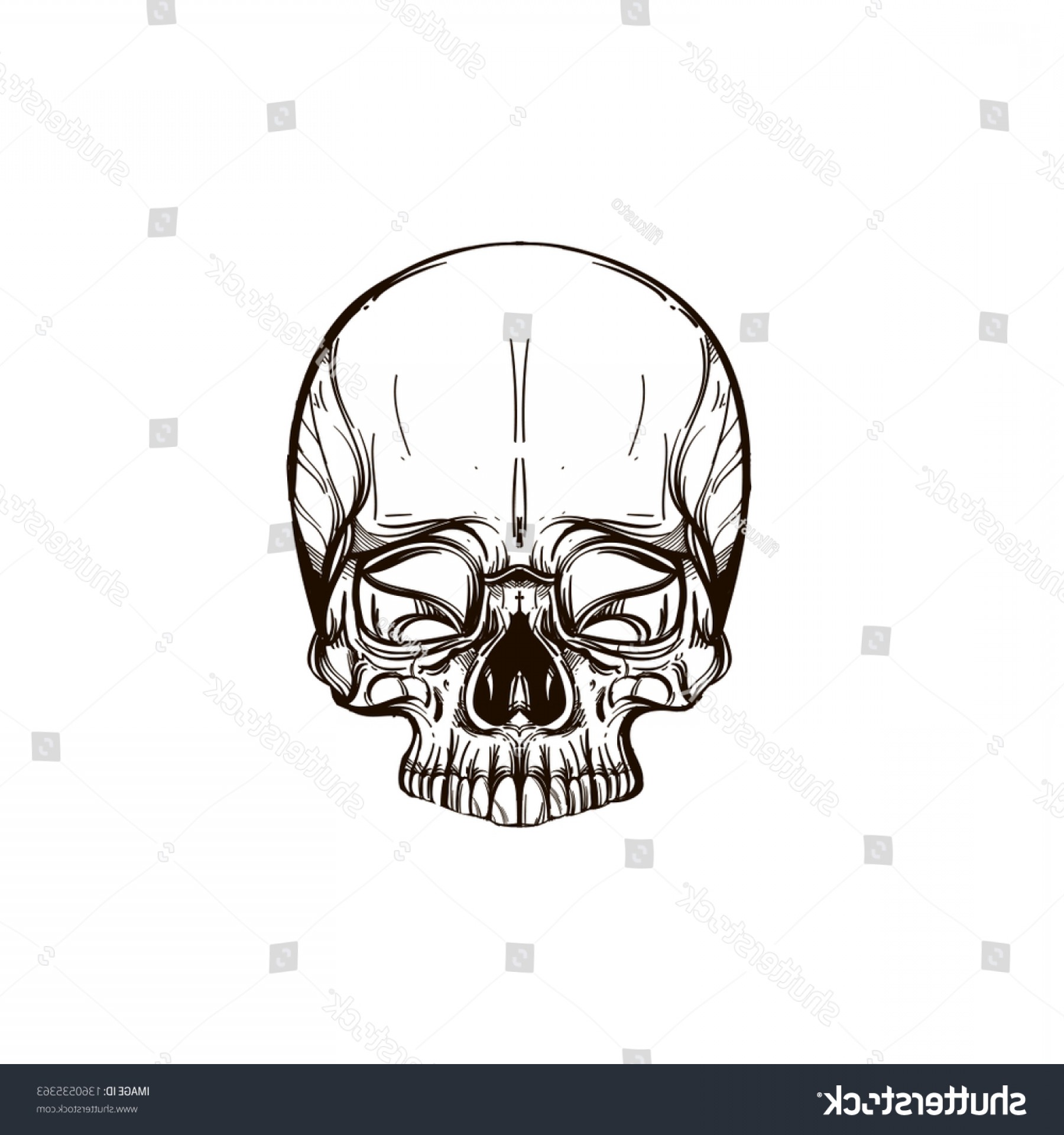 1800x1920 Human Skull Outline Vector Illustration Isolated Newwaysys