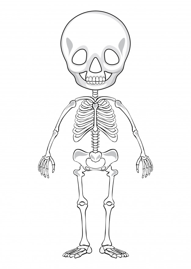626x879 Outline Drawing Of A Human Skeleton Vector Free Download