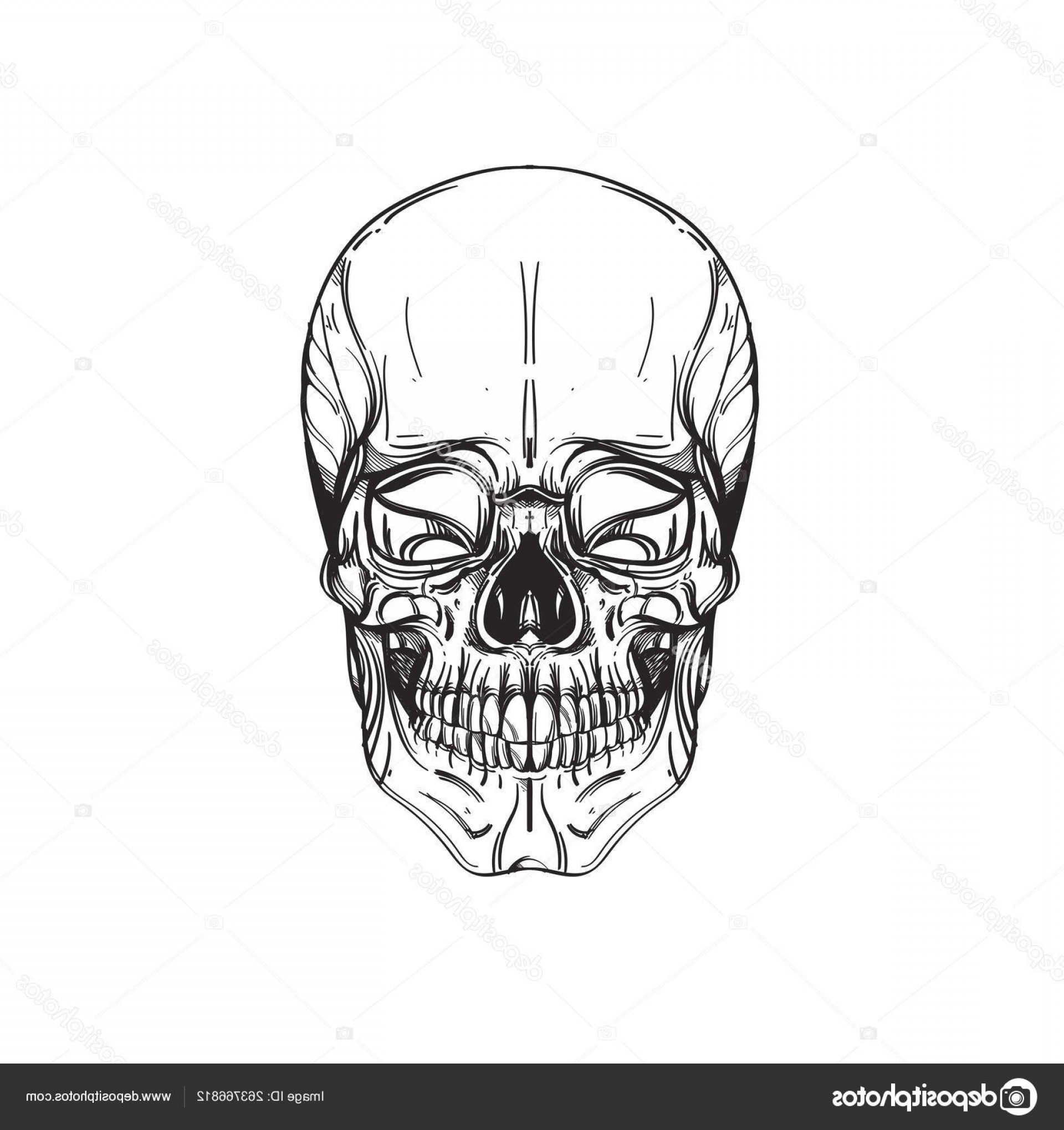 1920x2040 Stock Illustration Human Skull Outline Vector Illustration Newwaysys