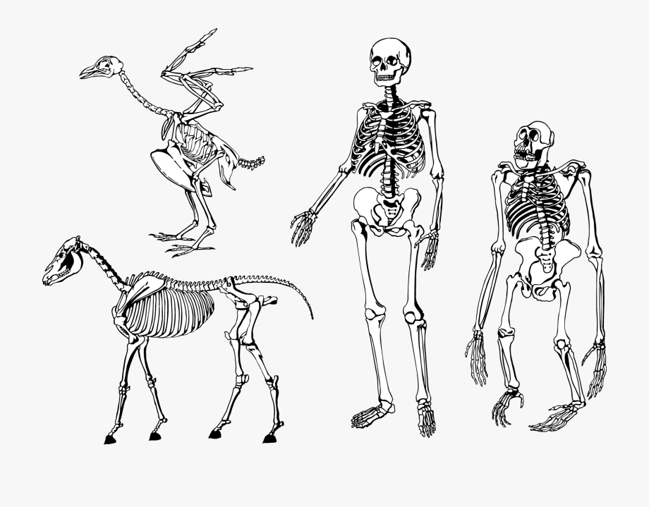 Human Skeleton Vector