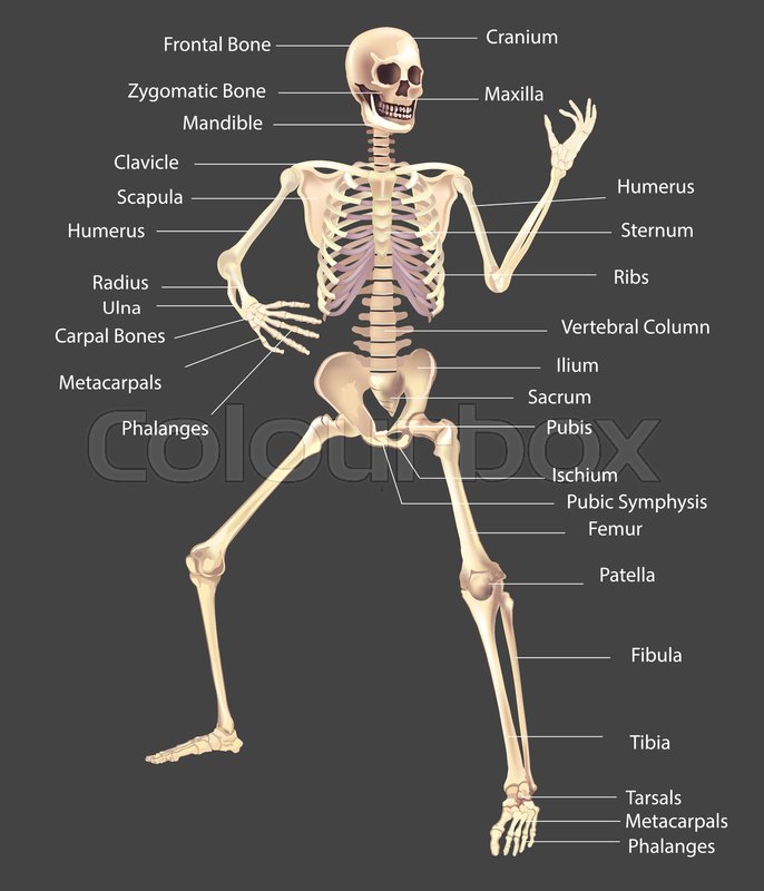 686x800 Human Skeleton Vector Illustration Stock Vector Colourbox