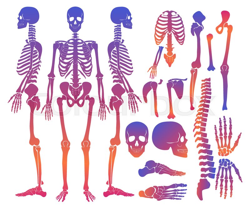 800x668 Human Bones Skeleton Silhouette Stock Vector Colourbox