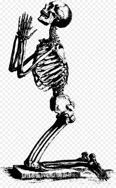 370x600 Human Skeleton Radius Prayer Ulna