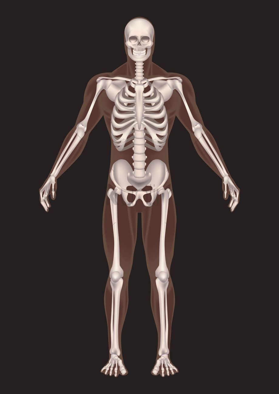 919x1300 Human Skeleton Vector Image