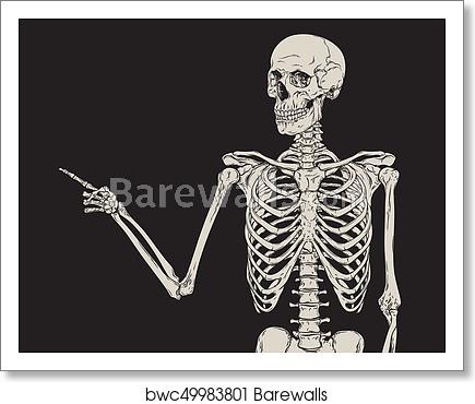 435x370 Human Skeleton Posing Vector, Art Print Barewalls Posters