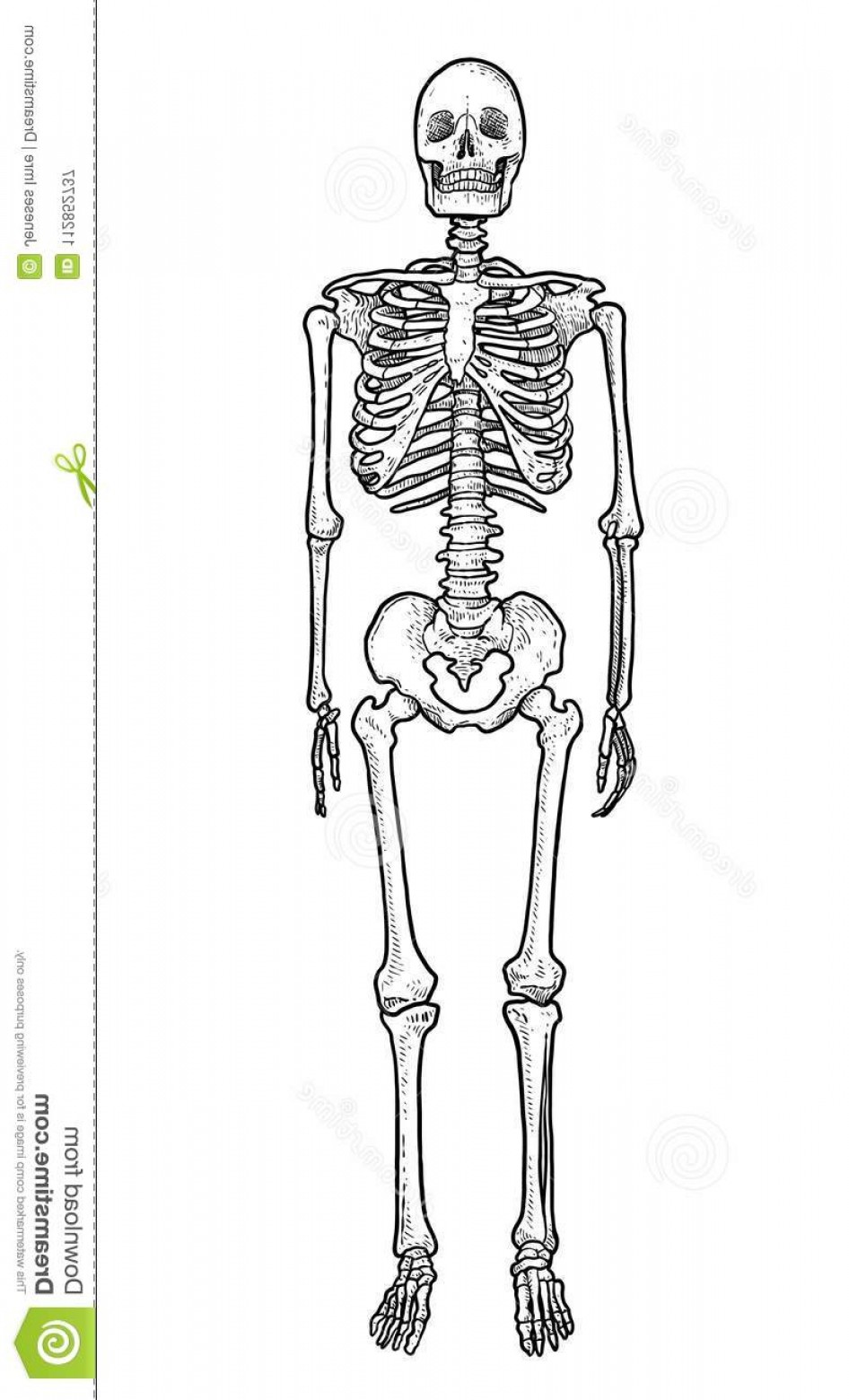 Human Skeleton Vector At Vectorified.com | Collection Of Human Skeleton ...