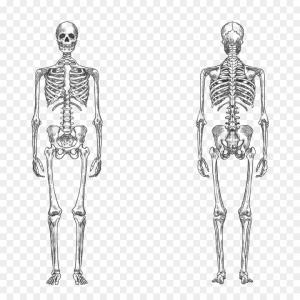 300x300 Png Human Skeleton Bone Human Body Anatomy Vector Huma Hoodamathrun