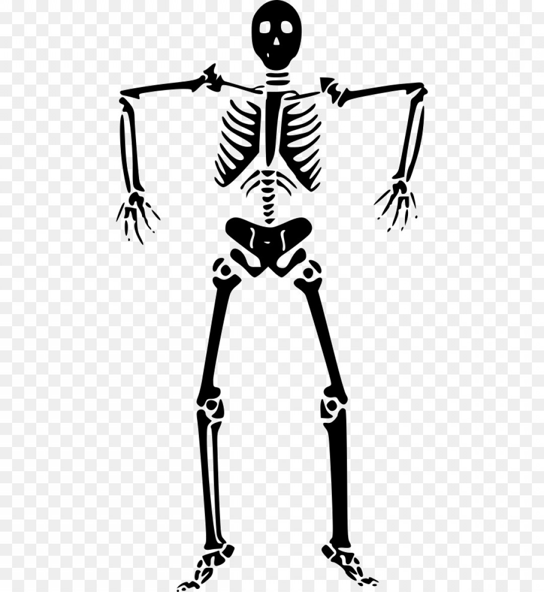 Human Skeleton Vector At Vectorified.com | Collection Of Human Skeleton ...