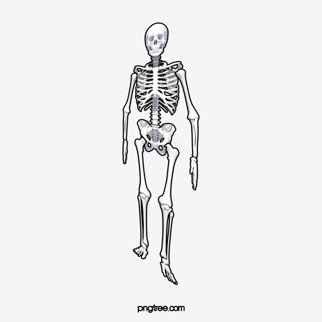 Human Skeleton Vector At Vectorified.com | Collection Of Human Skeleton ...