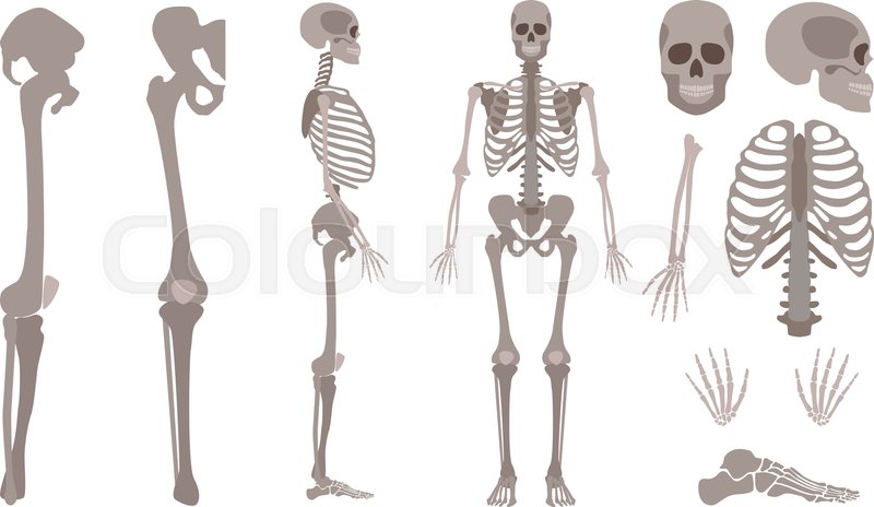 800x464 Vector Human Skeleton Parts Set Human Stock Vector Colourbox