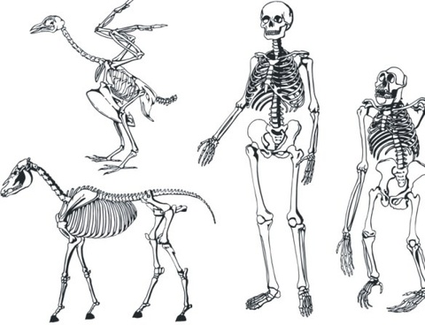 480x368 Vector Skeleton Free Vector Download