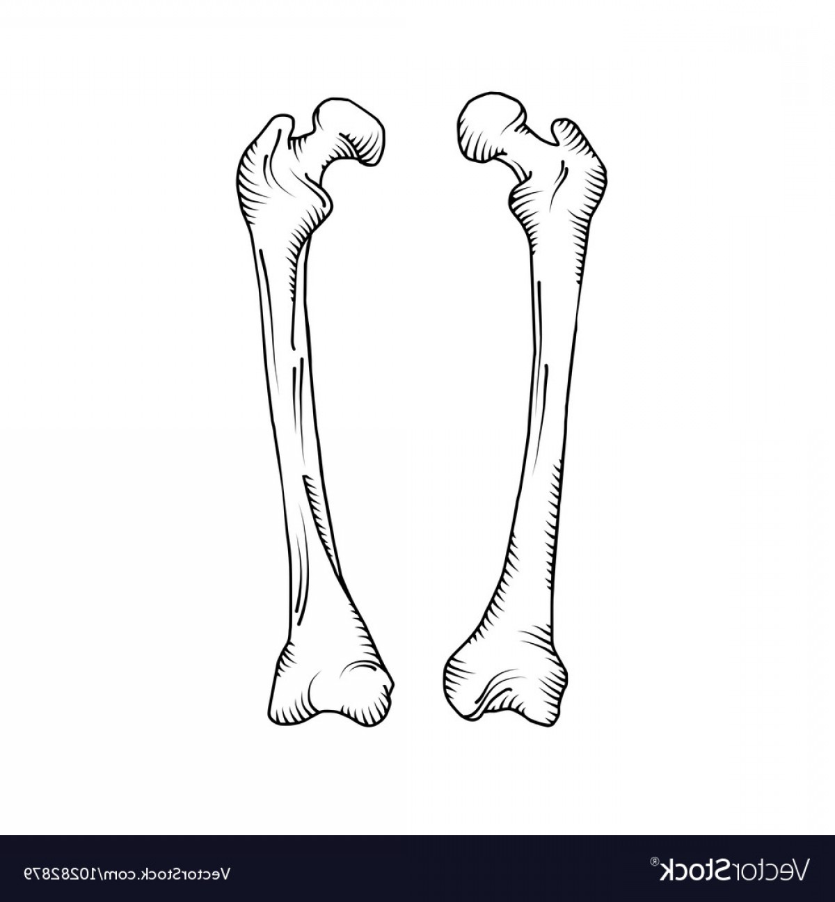 1200x1296 Hand Drawn Realistic Human Bones Vector Createmepink