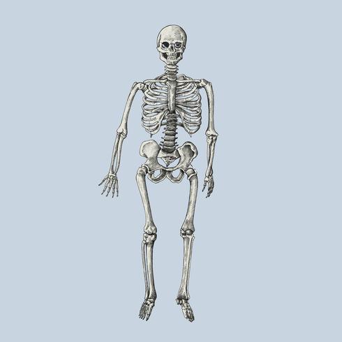 490x490 Hand Drawn Sktech Of A Human Skeleton