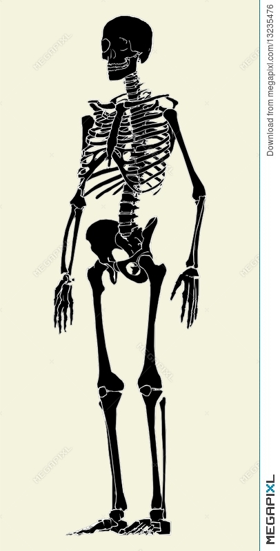 406x800 Human Skeleton Vector Illustration