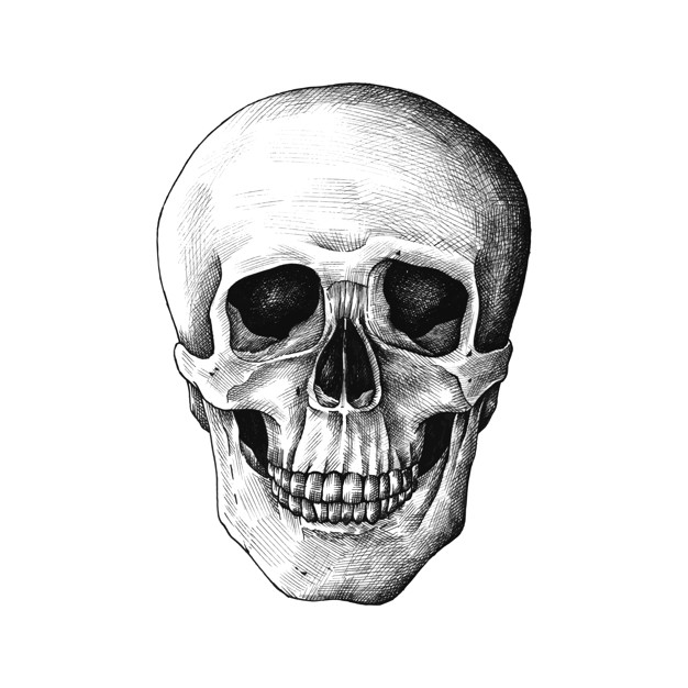 Human Skull Vector