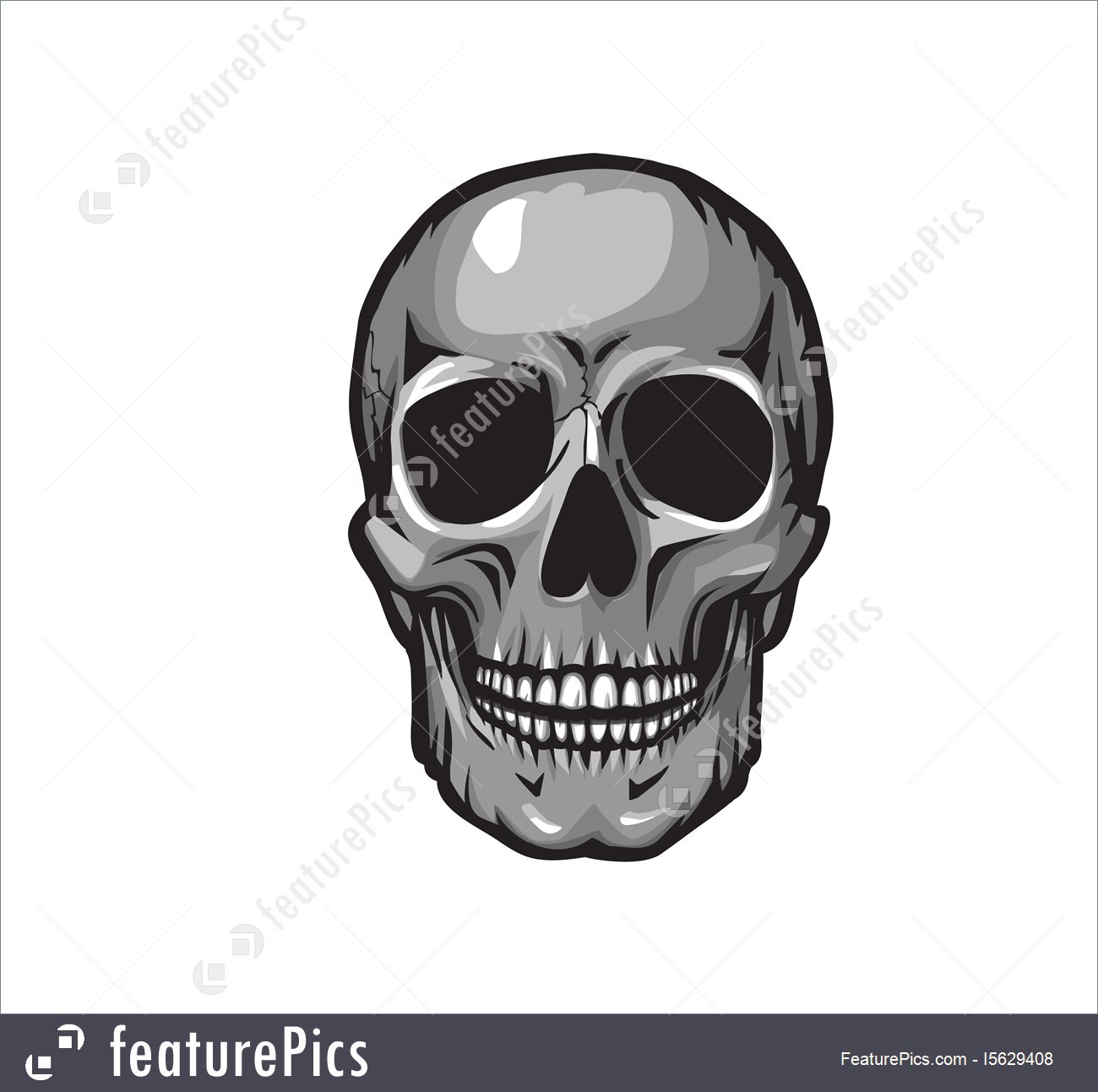 1300x1293 Human Skull, Vector Illustration
