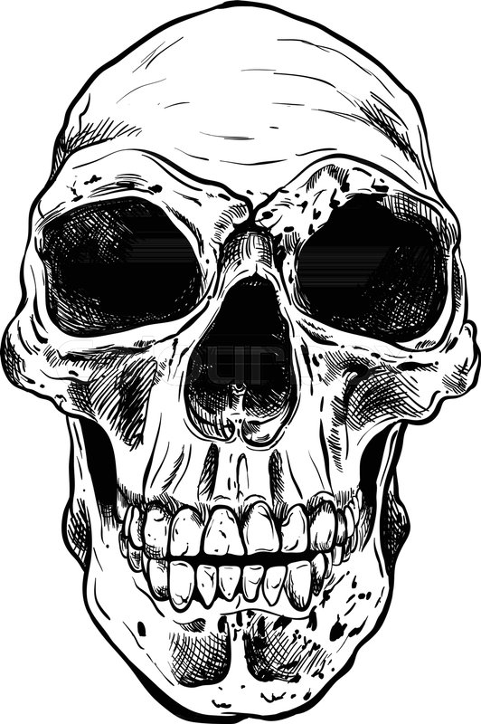 532x800 Human Skull Vector Art Detailed Hand Stock Vector Colourbox