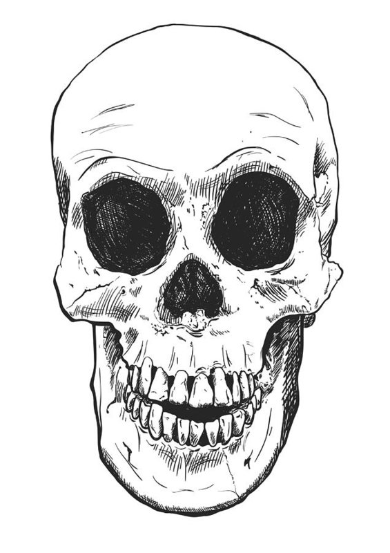 565x800 Human Skull Vector Art Hand Drawn Illustration Art Print