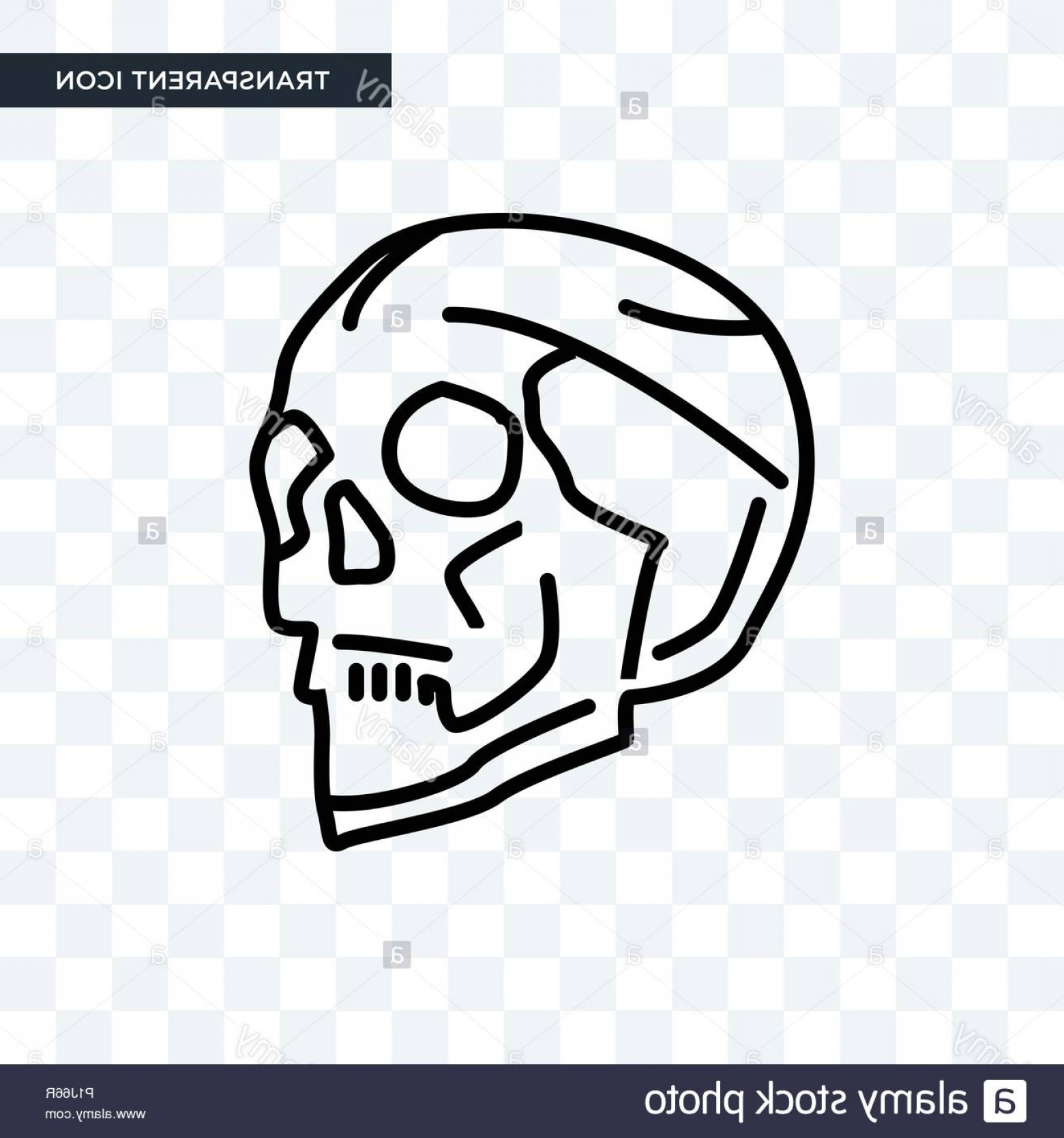 1560x1668 Human Skull Vector Icon Isolated On Transparent Background Human