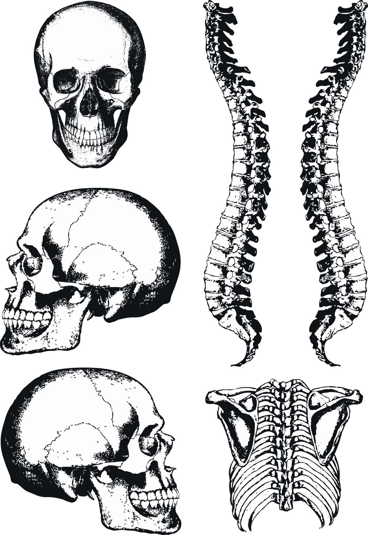 1200x1743 Human Anatomy Graphic Skull And Spine Vector Free Download