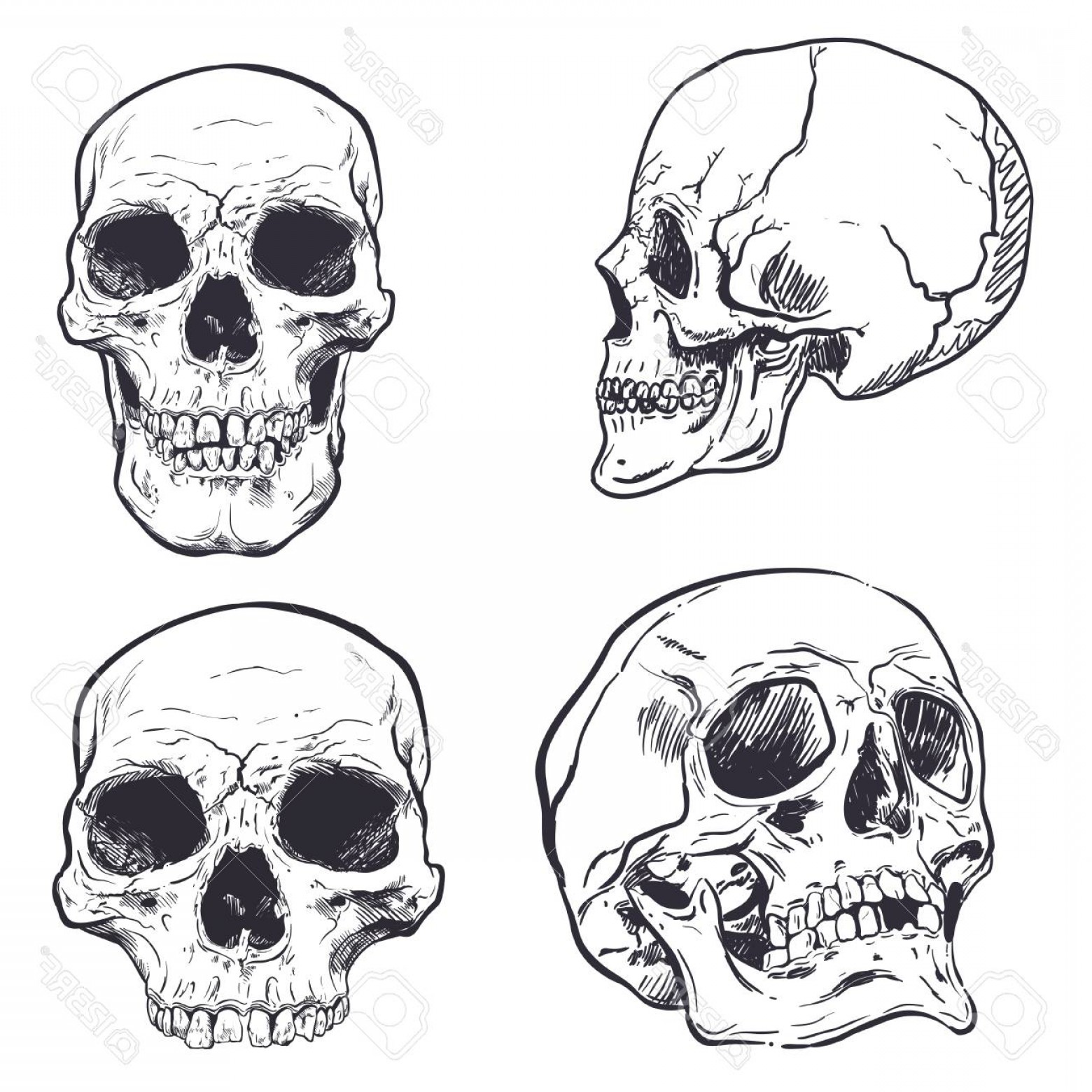 1560x1560 Photostock Vector Human Skull Vector Art Detailed Hand Drawn