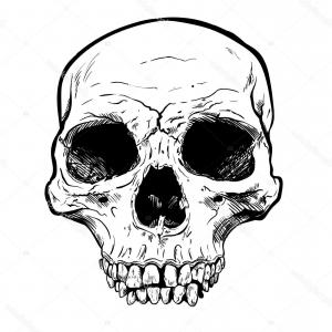 300x300 Stock Illustration Human Skull Vector Art Hand Studiogrfx