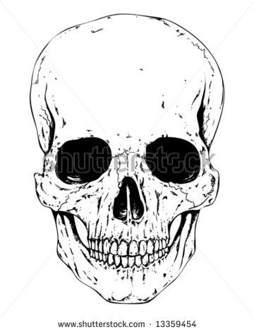 360x470 Detailed Human Skull Vector Skulls Art Stencils Skull Stencil
