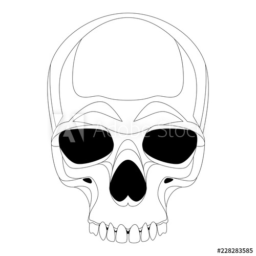 500x500 Human Skull Vector Illustration Lining Draw Front
