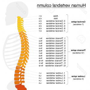 300x300 Isolated Human Spine And Vertebrae Black Icon Vector Catchsplace